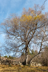 tree in the autumn
