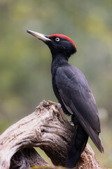 Obraz premium Black Woodpecker