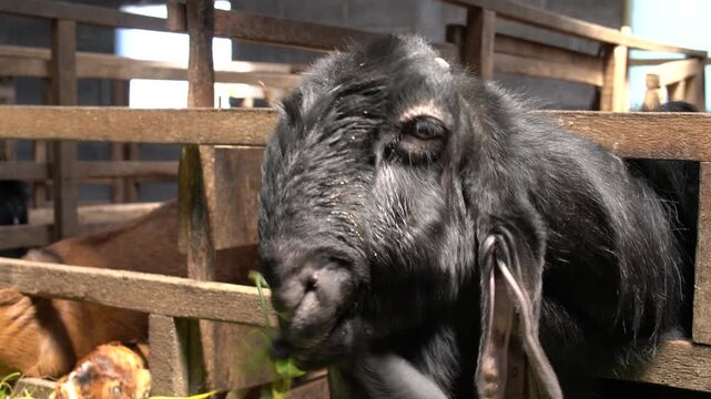 Black goat leaning out of a wooden pen with green fodder visible in front of it.