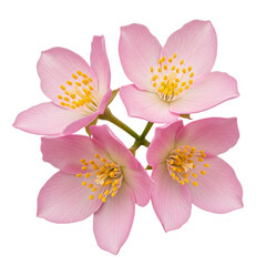 Three delicate pink jasmine flowers with soft pink petals and vibrant yellow stamens, clustered against a transparent background, macrophotography, natural floral beauty concept