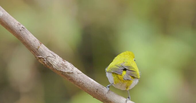 Busy Indian White-eye bird jumps from a perch and is instantly replaced by its mate in the jungle.