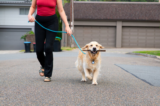 dog walking home, carrying a stick