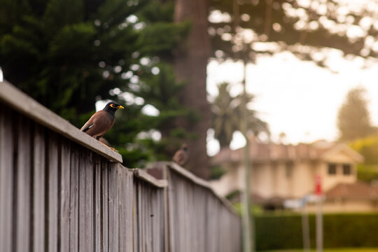 common Indian Myna bird on a fence