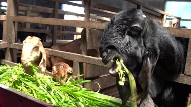 Black goat with long ears chewing green grass while standing in a wooden stall.