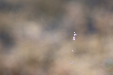 Tiny ice crystals on spider web with soft abstract background