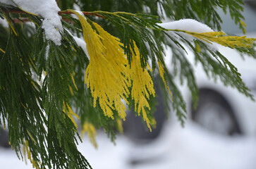 Green - yellow incense cedar ' Maupin Glow ' snow covered branches in winter park. Landscaping, growing conifer tree branches concept. 