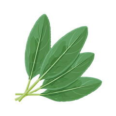 2D minimalist flat vector of a Sage Leaf, contemporary clean design isolated on white.