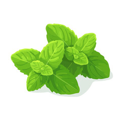 Mint &mdash; flat 2D vector artwork created in a clean, modern, and minimal style on white background.