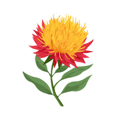 2D minimalist flat vector of a Safflower, contemporary clean design isolated on white.
