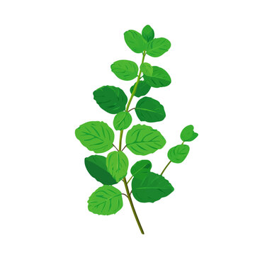 Flat 2D minimalist illustration of a Wild Mint, modern vector design with white background.