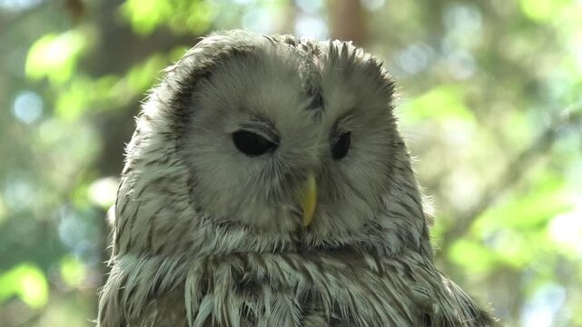 Close up of a wild ural owl in a forest, its head turning and looking around, showing its beautiful feather details