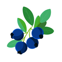 Bilberry &mdash; flat 2D vector artwork created in a clean, modern, and minimal style on white background.