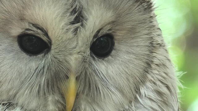 Close up of a barred owl or ural owl blinking its dark eyes while looking forward, showing change in eye position
