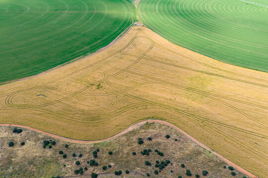 Aerial view of a dry field between two green crop circles