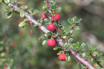 Plant of cotoneaster