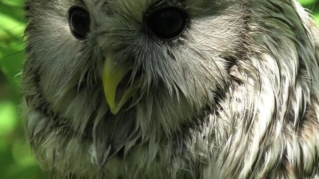 Close up of an ural owl head looking leftward, blinking slowly. Wildlife bird strix uralensi in its natural habitat.