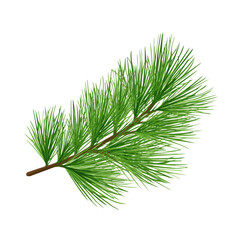 2D minimalist flat vector of a Pine Needle, contemporary clean design isolated on white.