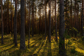 Obraz premium Sunrise or sunset in tall pine forest with long shadows on mossy ground. Nature landscape for tranquility and wilderness. Natural scenic view for wallpapers.