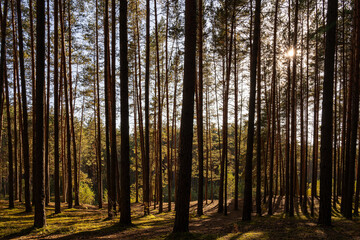 Sunrise or sunset in tall pine forest with long shadows on mossy ground. Nature landscape for tranquility and wilderness. Natural scenic view for wallpaper design.
