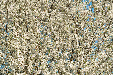 White spring flowers on a blooming tree branch with small blossoms and vibrant blue sky. Nature background for seasonal design.