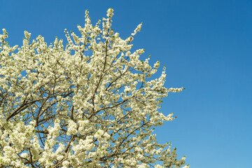 Delicate white plum blossom branches against a clear blue spring sky. Fresh flowering tree for seasonal beauty.