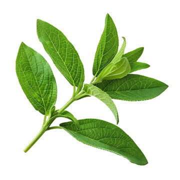 Fresh Lemon Verbena Leaf Single Isolated On Transparent Background