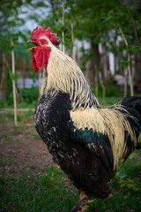 Close-up portrait of a domestic rooster in a farmyard.