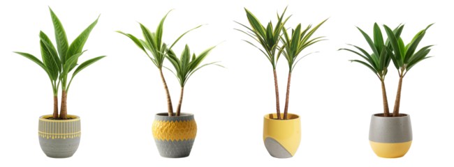 Beautiful Dracaena plant in a ceramic pot isolated on transparent background