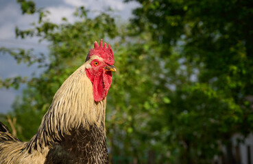 Close-up portrait of a domestic rooster in a farmyard.