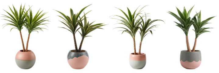 Beautiful Dracaena plant in a ceramic pot isolated on transparent background