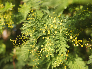 Spring mimosa blossoms in mountains of Italy. Background for design.