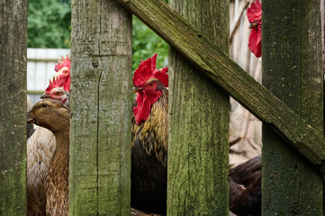 Poultry in a farmyard behind a wooden fence. Portrait of a rooster, duck and chickens.
