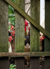 Poultry in a farmyard behind a wooden fence. Portrait of a rooster, duck and chickens.
