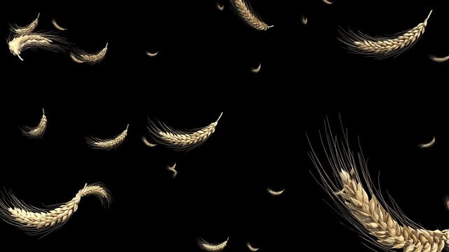 A wheat ear exploding, floating in midair.  Isolated on black background. Alpha channel included in the end of the clip.