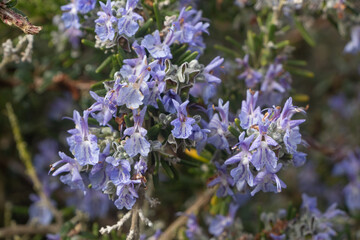 Rosemary plant in a garden