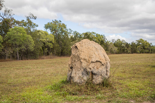  "Termite Avenue" in Mareeba, Queensland, Australia
