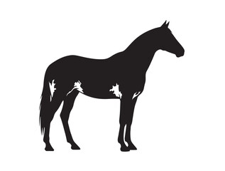 Obraz premium Appaloosa horse in silhouette white background.