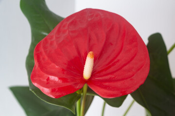 Close up on the flower of an anthurium