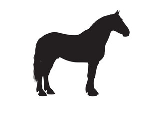 Clydesdale horse in silhouette white background. 
