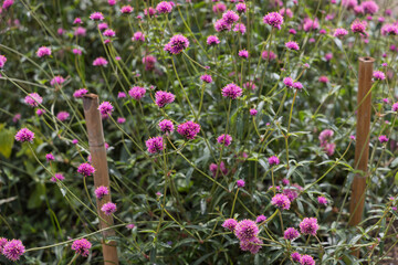 Fototapeta premium pink gomphrena globosa flowers in field, khao yai thailand, wooden stakes supporting plants
