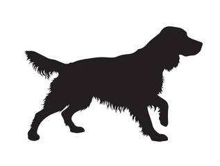 English Springer Spaniel in silhouette white background. 