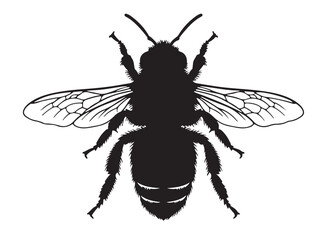 Himalayan Giant Honey Bee in silhouette white background.
