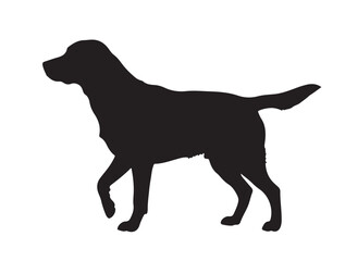 Labrador Retriever dog in silhouette white background.