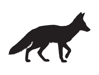New Kit Fox in silhouette white background.