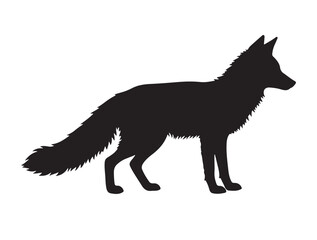 Red Fox in silhouette white background.