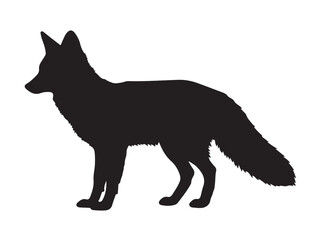 Tibetan Sand Fox in silhouette white background.