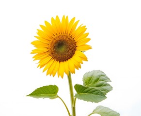 Obraz premium Bright yellow sunflower with fresh green leaves captured against a pure white background. real sunflower 