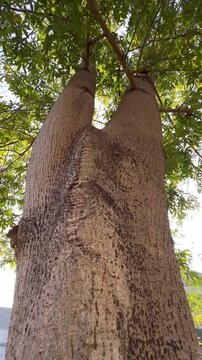 tree in the forest