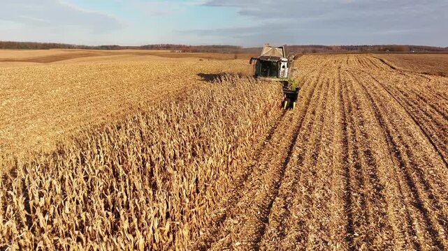 Agricultural worker is harvesting corn in a vast golden field, surrounded by rows of tall stalks, capturing the essence of rural farming and the beauty of the autumn harvest season