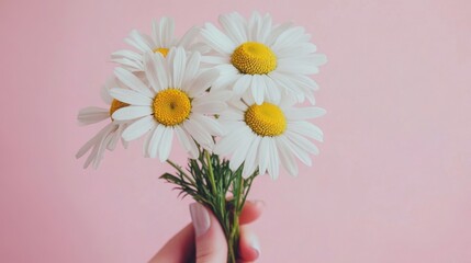 hand holding white daisies on pink background